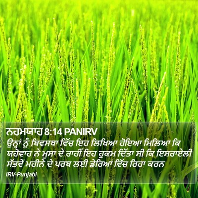 ਨਹਮਯਾਹ 8:14 PANIRV Bible Verse Image