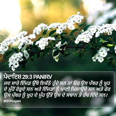 ਪੈਦਾਇਸ਼ 29:3 PANIRV Bible Verse Image