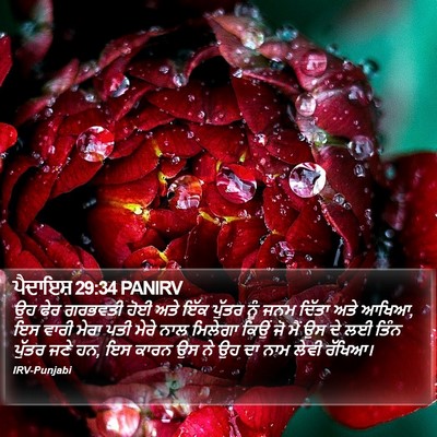 ਪੈਦਾਇਸ਼ 29:34 PANIRV Bible Verse Image