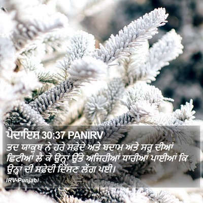 ਪੈਦਾਇਸ਼ 30:37 PANIRV Bible Verse Image