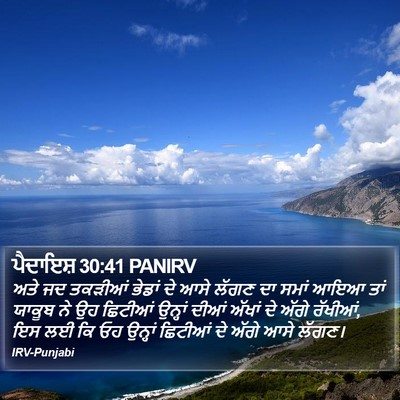 ਪੈਦਾਇਸ਼ 30:41 PANIRV Bible Verse Image