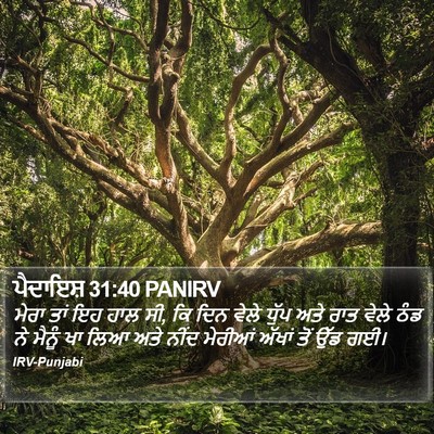ਪੈਦਾਇਸ਼ 31:40 PANIRV Bible Verse Image