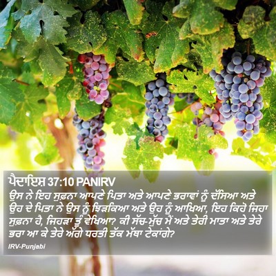 ਪੈਦਾਇਸ਼ 37:10 PANIRV Bible Verse Image