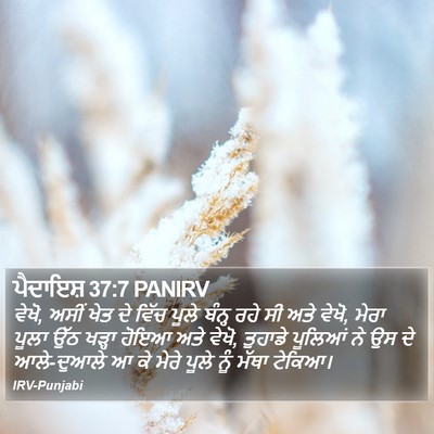 ਪੈਦਾਇਸ਼ 37:7 PANIRV Bible Verse Image