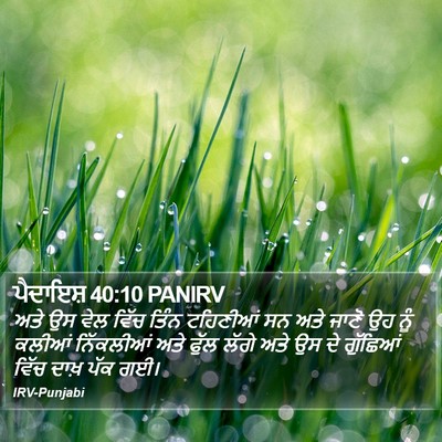 ਪੈਦਾਇਸ਼ 40:10 PANIRV Bible Verse Image
