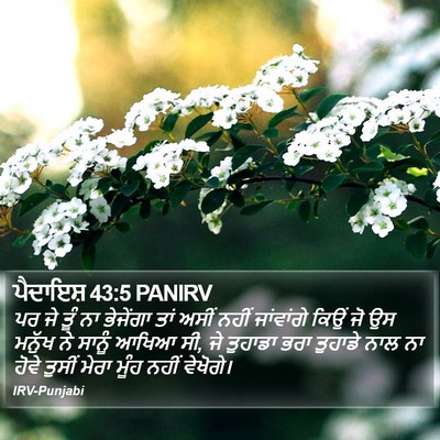 ਪੈਦਾਇਸ਼ 43:5 PANIRV Bible Verse Image