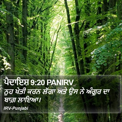 ਪੈਦਾਇਸ਼ 9:20 PANIRV Bible Verse Image