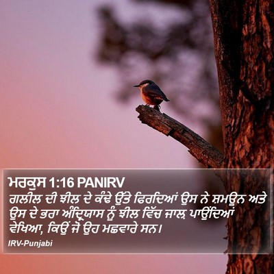 ਮਰਕੁਸ 1:16 PANIRV Bible Verse Image