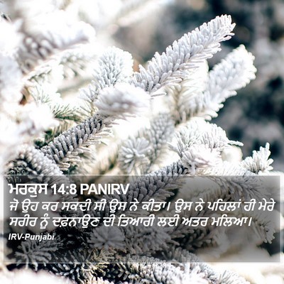 ਮਰਕੁਸ 14:8 PANIRV Bible Verse Image