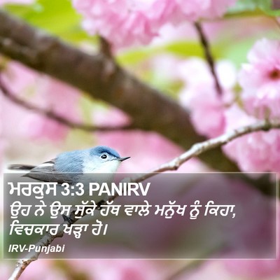 ਮਰਕੁਸ 3:3 PANIRV Bible Verse Image