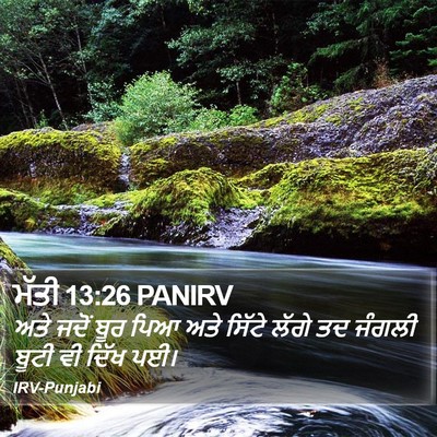 ਮੱਤੀ 13:26 PANIRV Bible Verse Image