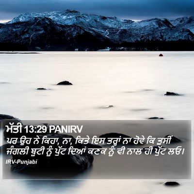 ਮੱਤੀ 13:29 PANIRV Bible Verse Image