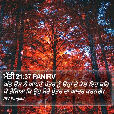 ਮੱਤੀ 21:37 PANIRV Bible Verse Image