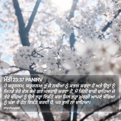 ਮੱਤੀ 23:37 PANIRV Bible Verse Image