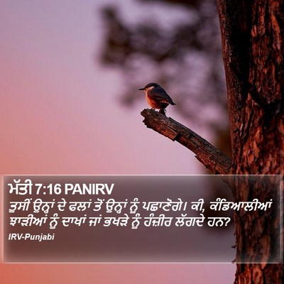 ਮੱਤੀ 7:16 PANIRV Bible Verse Image