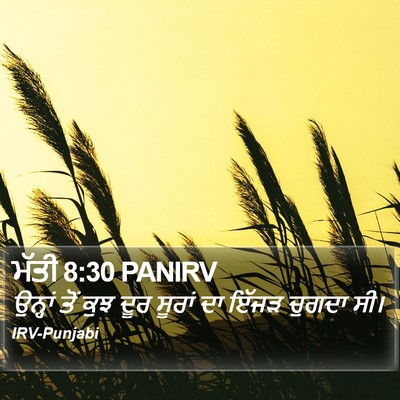 ਮੱਤੀ 8:30 PANIRV Bible Verse Image