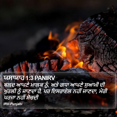 ਯਸਾਯਾਹ 1:3 PANIRV Bible Verse Image