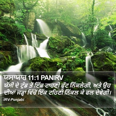 ਯਸਾਯਾਹ 11:1 PANIRV Bible Verse Image