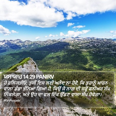 ਯਸਾਯਾਹ 14:29 PANIRV Bible Verse Image