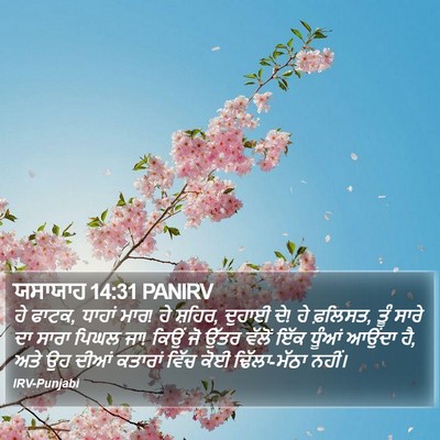 ਯਸਾਯਾਹ 14:31 PANIRV Bible Verse Image
