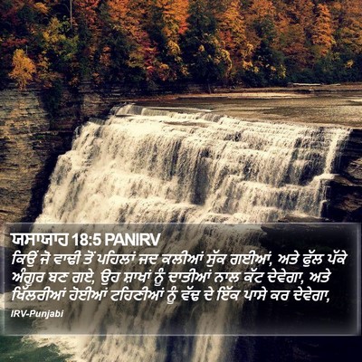 ਯਸਾਯਾਹ 18:5 PANIRV Bible Verse Image