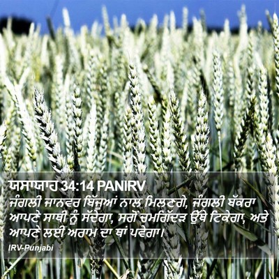 ਯਸਾਯਾਹ 34:14 PANIRV Bible Verse Image