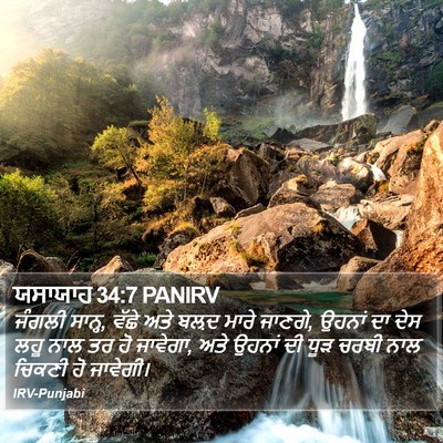 ਯਸਾਯਾਹ 34:7 PANIRV Bible Verse Image