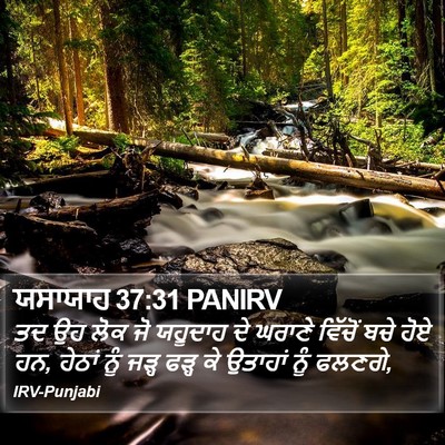 ਯਸਾਯਾਹ 37:31 PANIRV Bible Verse Image