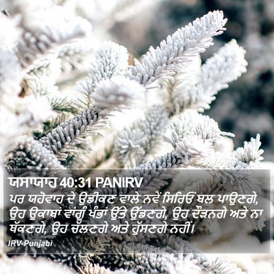 ਯਸਾਯਾਹ 40:31 PANIRV Bible Verse Image