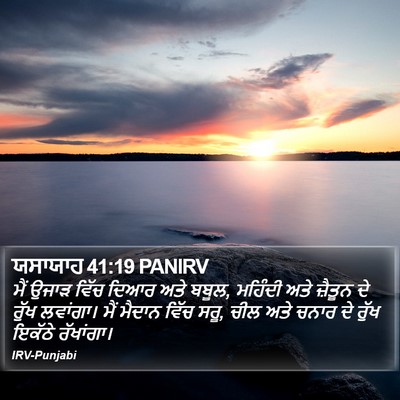 ਯਸਾਯਾਹ 41:19 PANIRV Bible Verse Image