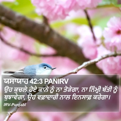 ਯਸਾਯਾਹ 42:3 PANIRV Bible Verse Image