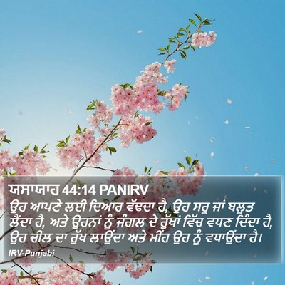 ਯਸਾਯਾਹ 44:14 PANIRV Bible Verse Image