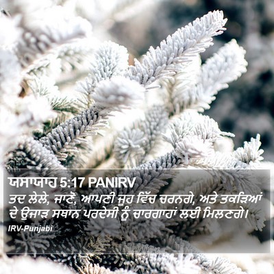 ਯਸਾਯਾਹ 5:17 PANIRV Bible Verse Image