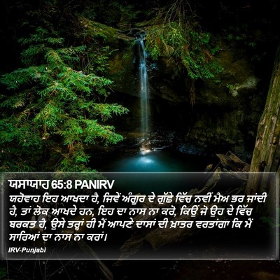 ਯਸਾਯਾਹ 65:8 PANIRV Bible Verse Image