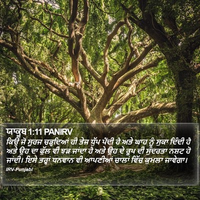 ਯਾਕੂਬ 1:11 PANIRV Bible Verse Image