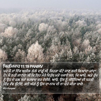 ਯਿਰਮਿਯਾਹ 11:19 PANIRV Bible Verse Image