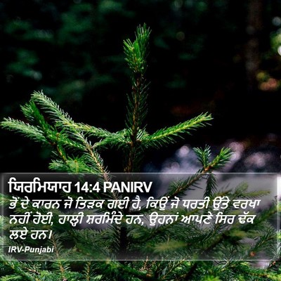 ਯਿਰਮਿਯਾਹ 14:4 PANIRV Bible Verse Image