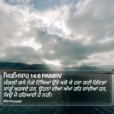 ਯਿਰਮਿਯਾਹ 14:6 PANIRV Bible Verse Image