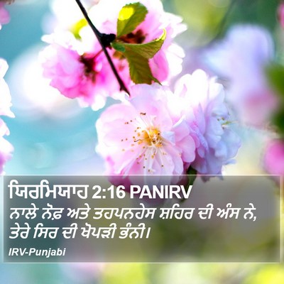 ਯਿਰਮਿਯਾਹ 2:16 PANIRV Bible Verse Image
