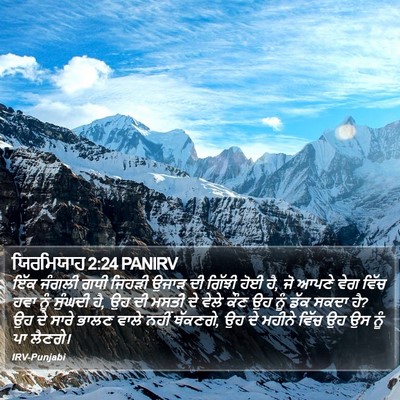 ਯਿਰਮਿਯਾਹ 2:24 PANIRV Bible Verse Image