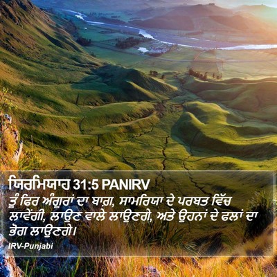 ਯਿਰਮਿਯਾਹ 31:5 PANIRV Bible Verse Image