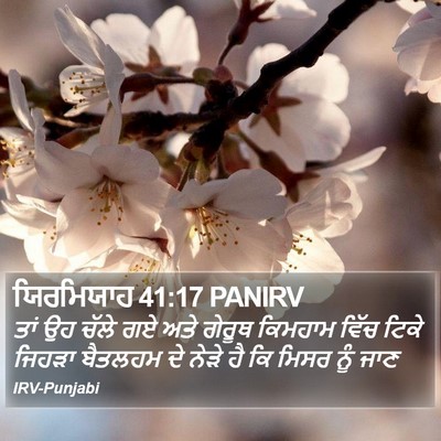 ਯਿਰਮਿਯਾਹ 41:17 PANIRV Bible Verse Image