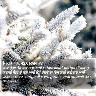 ਯਿਰਮਿਯਾਹ 42:6 PANIRV Bible Verse Image