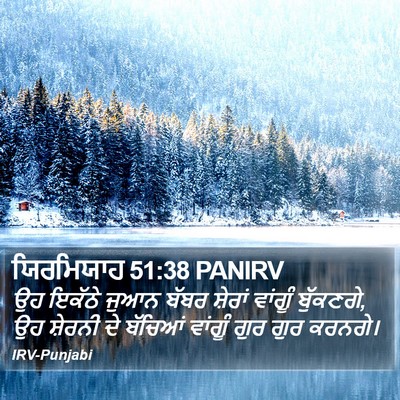 ਯਿਰਮਿਯਾਹ 51:38 PANIRV Bible Verse Image