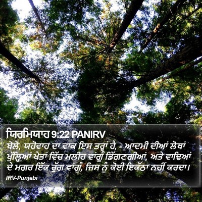 ਯਿਰਮਿਯਾਹ 9:22 PANIRV Bible Verse Image