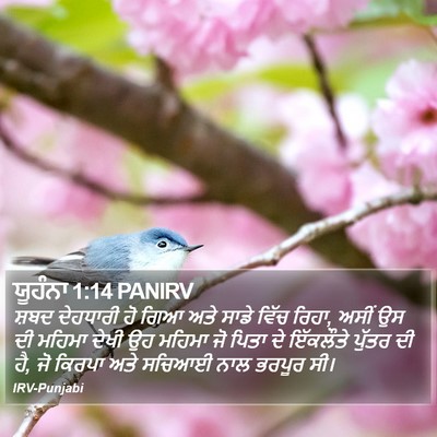 ਯੂਹੰਨਾ 1:14 PANIRV Bible Verse Image
