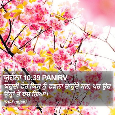 ਯੂਹੰਨਾ 10:39 PANIRV Bible Verse Image