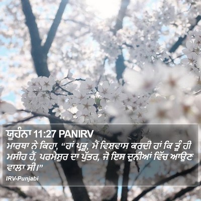 ਯੂਹੰਨਾ 11:27 PANIRV Bible Verse Image