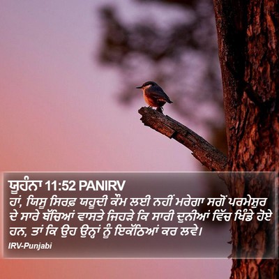 ਯੂਹੰਨਾ 11:52 PANIRV Bible Verse Image