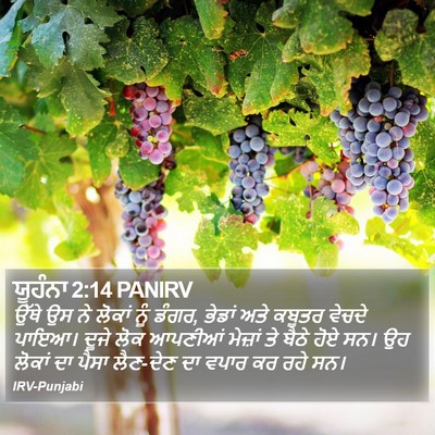 ਯੂਹੰਨਾ 2:14 PANIRV Bible Verse Image